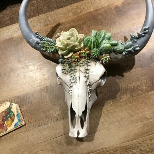 Mother's Day 75% OFF❤️🎁 SUCCULENT/FLOWER COW SKULL WALL DECOR NURSERY DECOR
